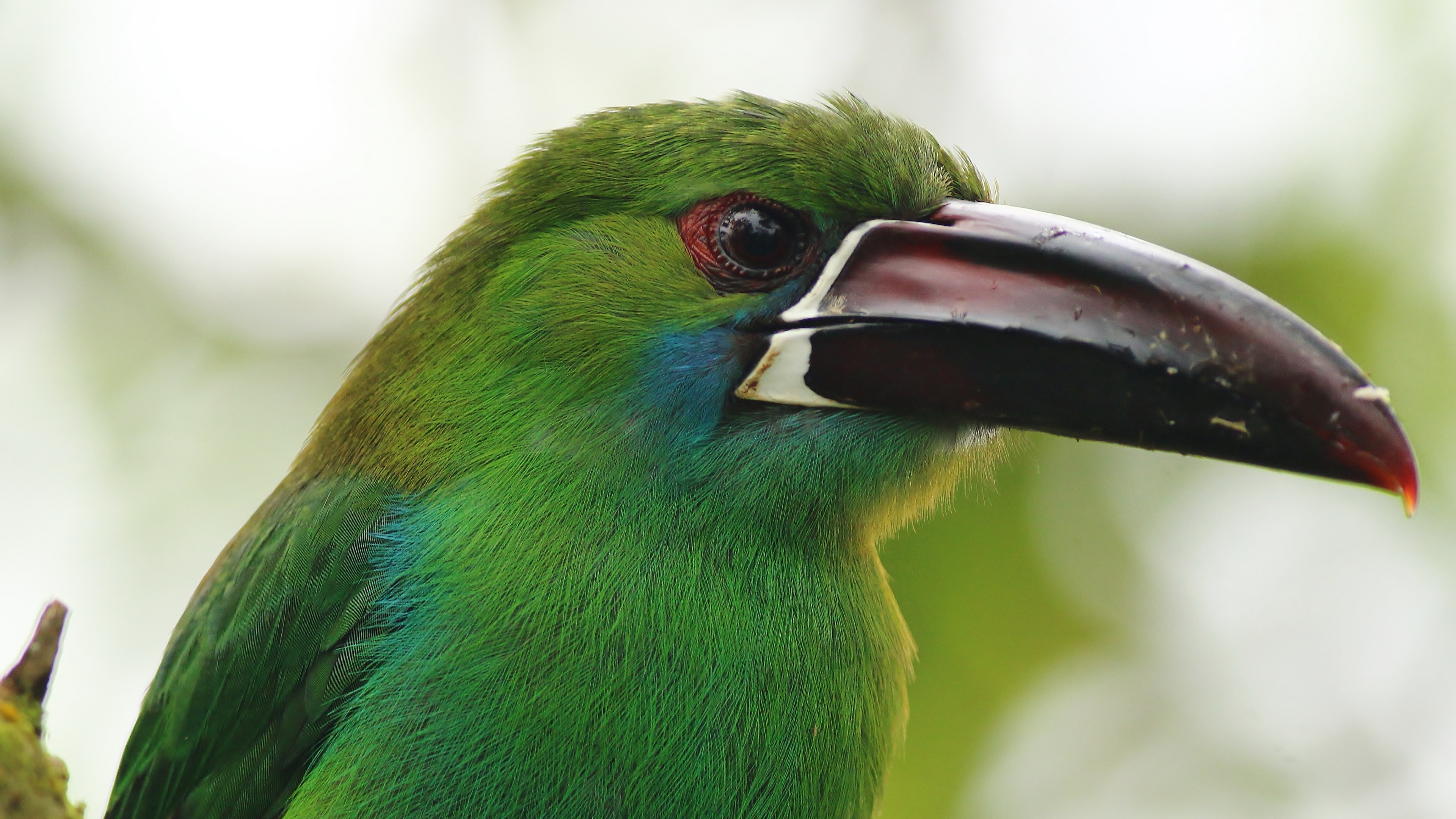 Crimson-rumped Toucanet